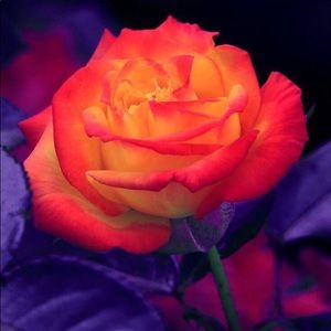 Meet your Posher, Evan